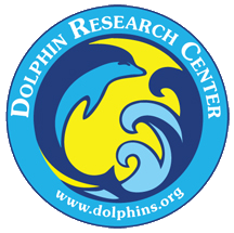 Dolphin-research